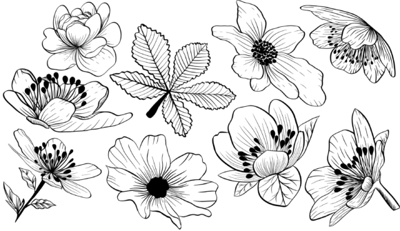 Flower Sketch Set Png: A Strategic Tool for Creative and Business Success