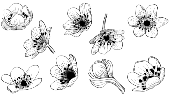 Linear Flowers Png: A Versatile Resource for Creative Design